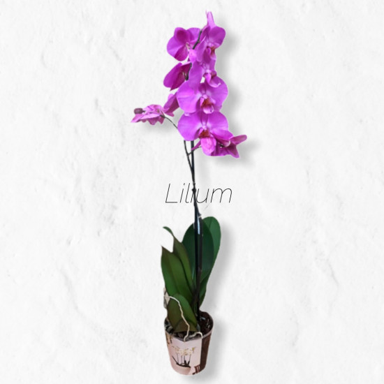 Орхидея в горшке с доставкой в Щёлково - Lilium
