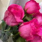 Букет  из 7 розовых  роз