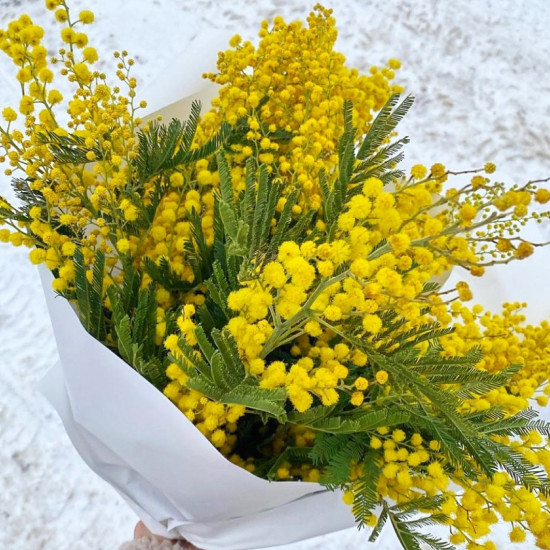 Букет из мимоз - Доставка цветов Киев | Магазин цветов STUDIO Flores
