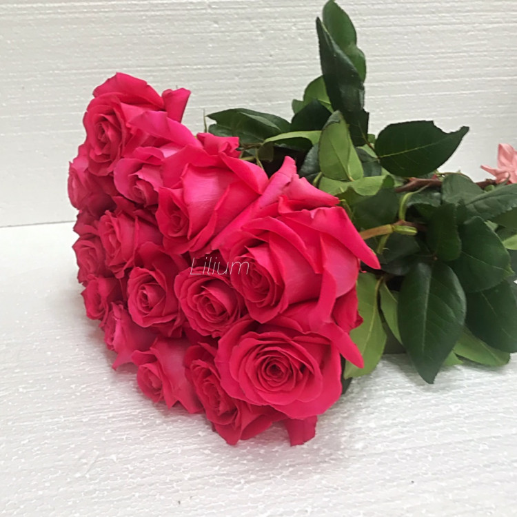 Розы ярко розовые эквадор
