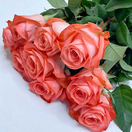 Розы красные сорта Нина 70 см