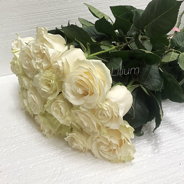 Розы белые эквадор