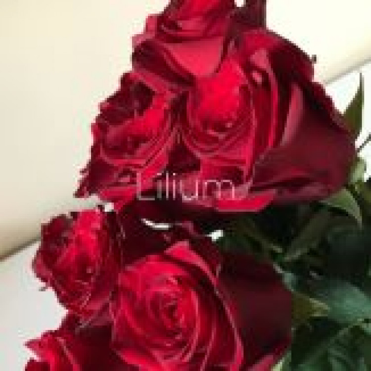 Букет из 11 крупных  красных  роз 