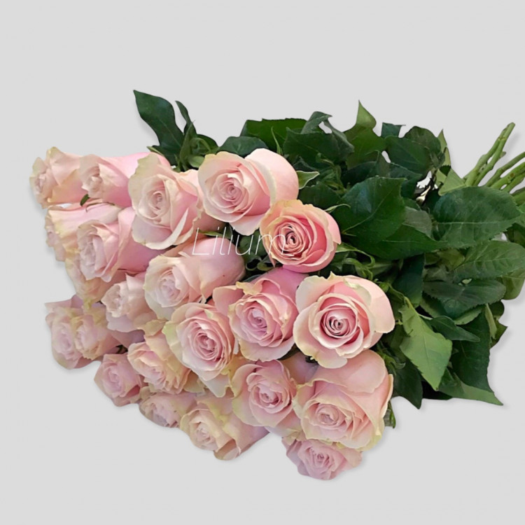 Букет из 25  нежных роз