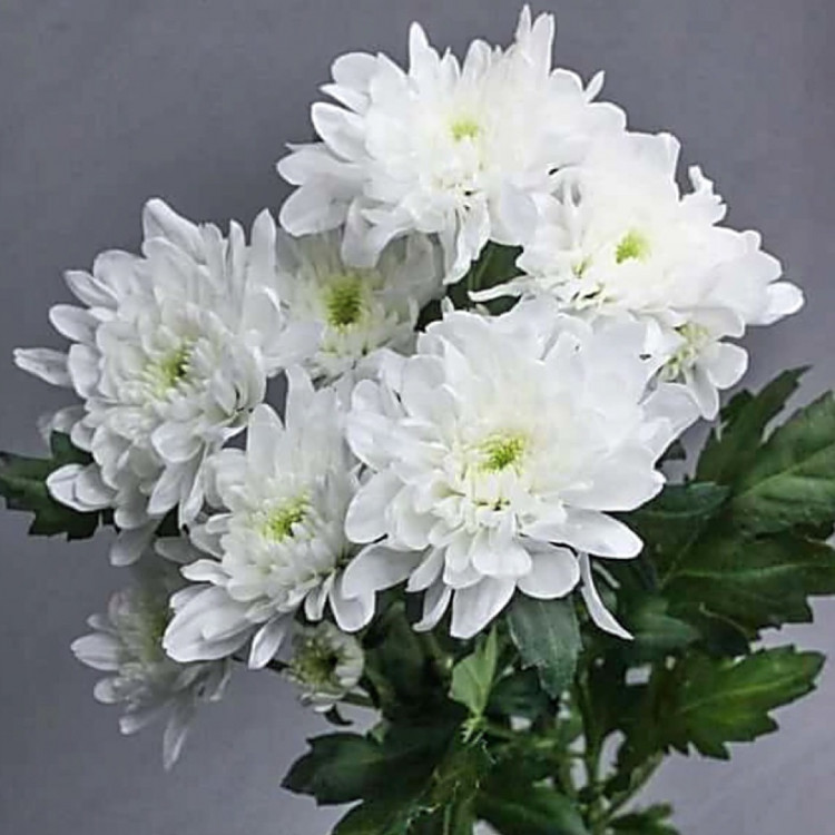Хризантема кустовая белая 